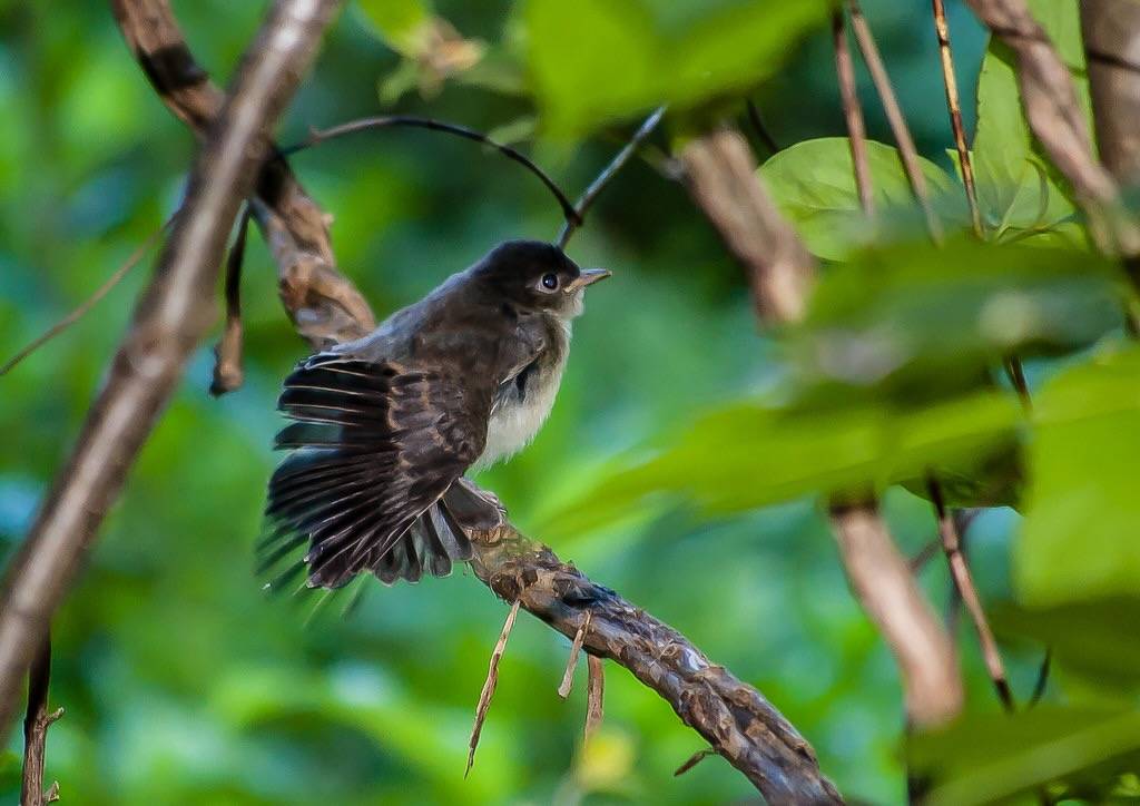 Eastern Wood Pewee fledgling by muscogeegirl is licensed under CC BY-NC-SA 2.0.